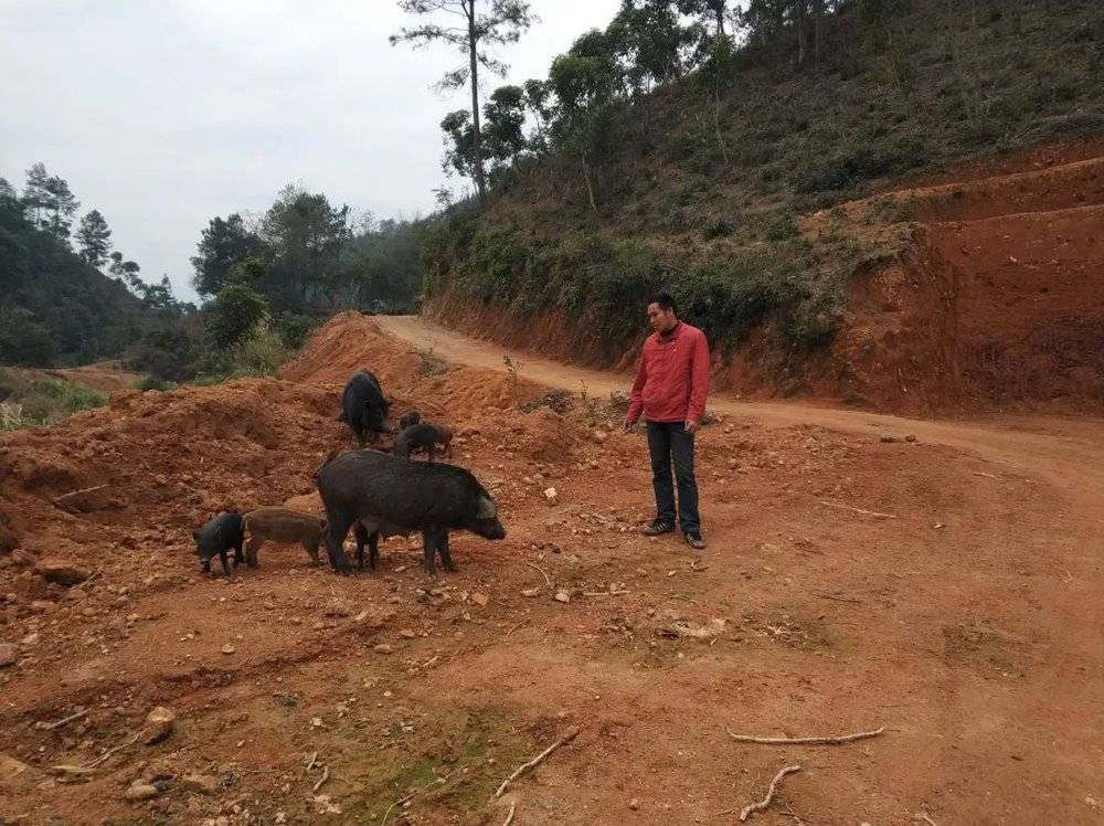 2018年01月15日，螺石口。区人大代表吴大哥是本地养山猪大户，养猪场就在323国道附近，经常会有领导来调研，他已经很擅长被拍。<br>