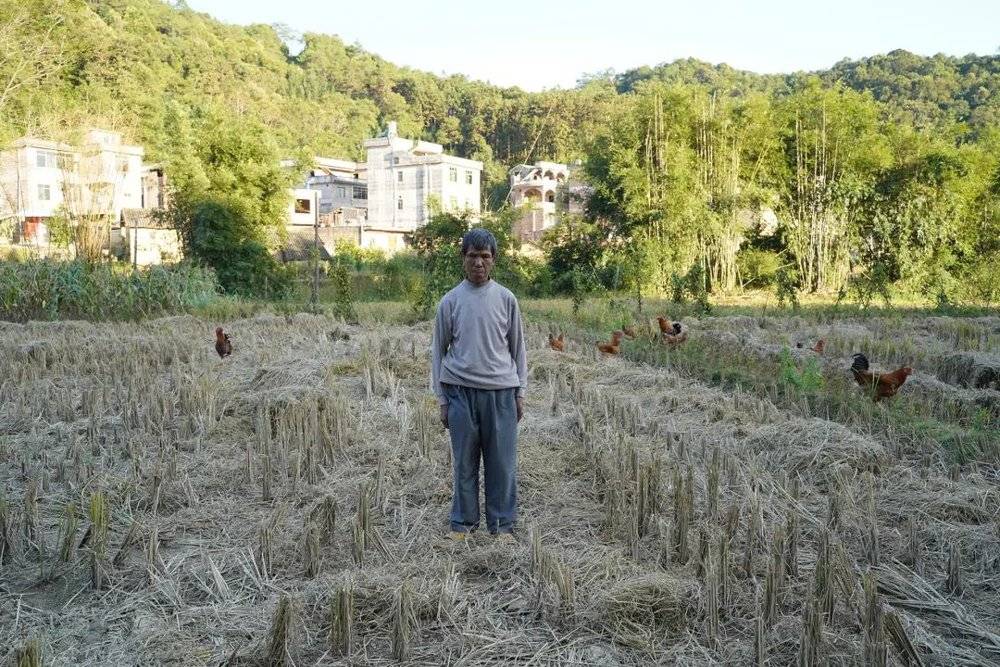 2018年10月30日，贫困户稻田。吴大哥站在他家的稻田上，周围是他养的土鸡。我负责帮他申请产业补助，须拍照作为佐证，2斤以上的鸡1只可以补助10元。<br>