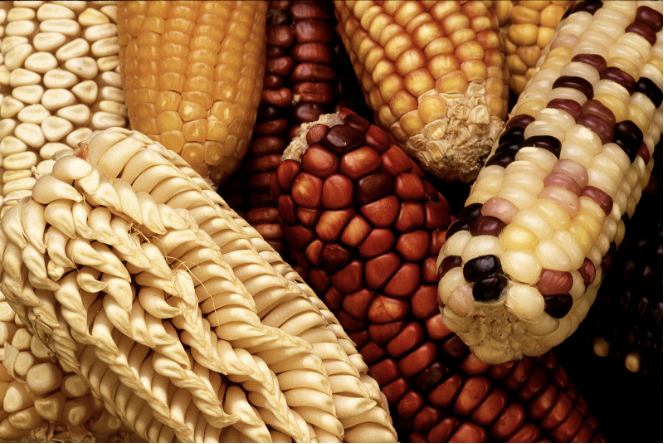 人工培育的玉米品种，性状相差悬殊。图片来源：Keith Weller | Wikimedia Commons<br label=图片备注 class=text-img-note>