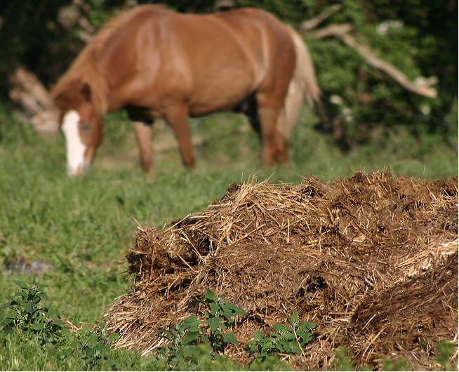 传统农业使用人畜粪便制作农家肥。图片来源：Malene Thyssen | Wikimedia Commons<br label=图片备注 class=text-img-note>