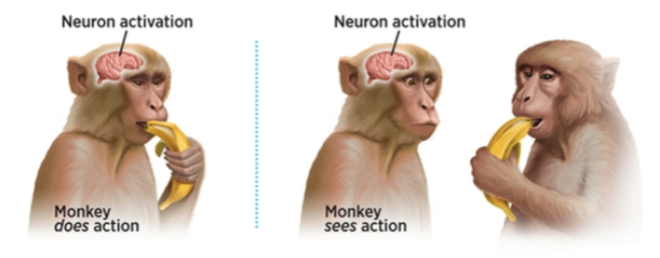 自己吃香蕉和看到小伙伴吃香蕉，都能激活一类相同的神经元。这种现象，俗称“馋”。（图源：bing)<br label=图片备注 class=text-img-note>