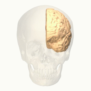人脑中前扣带回的位置（红色区域，左半脑）©️ Wikipedia<br label=图片备注 class=text-img-note>