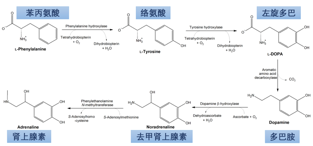 图1. 多巴胺和去甲肾上腺素的生物合成途径。丨图片来自Wikipedia，作者汉化加注。（点击看大图）