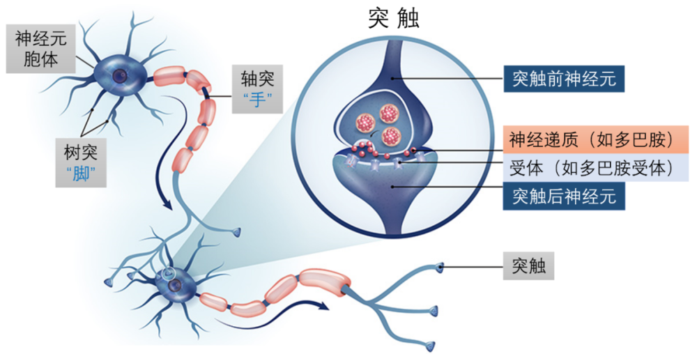 图4.神经突触结构（点击看大图）。图片来自GeneTex网站，作者汉化加注。