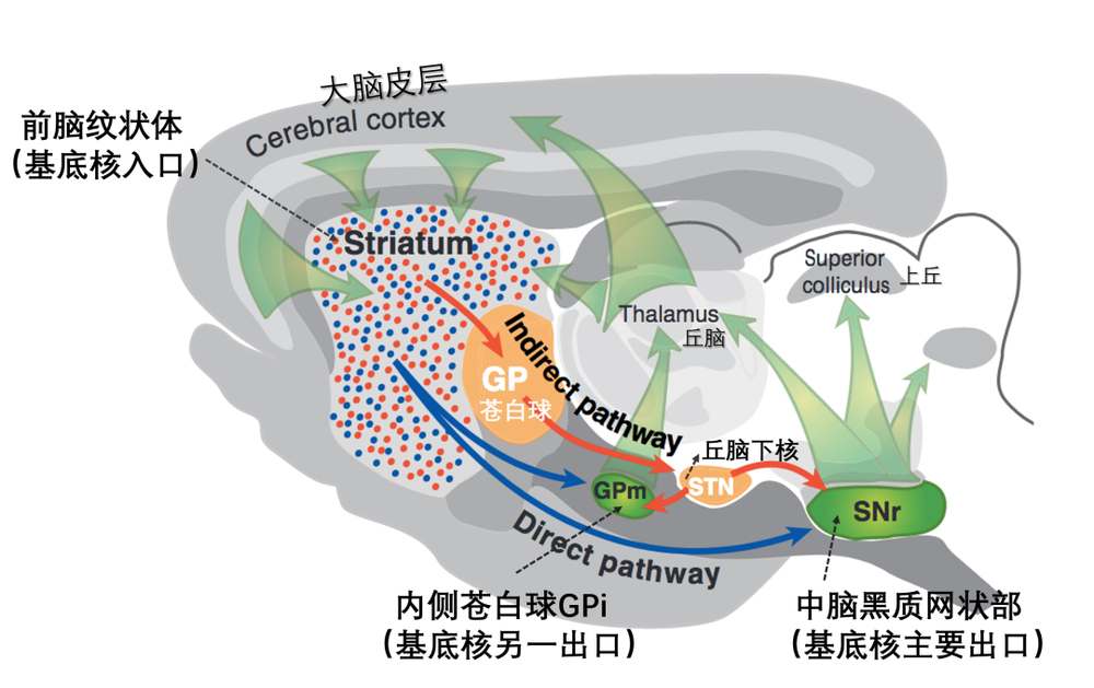 图8. 小鼠基底核结构。纹状体（striatum）中蓝色的多刺投射神经元直接投射到中脑黑质（SNr）和内侧苍白球（GPm，m为medial，现多称GPi，i 为internal），故该细胞也被称为直接通路细胞（direct pathway SPNs，dSPNs），蓝色箭头为直接投射通路；红色的多刺投射神经元先投射到苍白球（GP，现多称外侧苍白球GPe，e为external），再到丘脑下核（STN），最终间接到达黑质（SNr）和内侧苍白球（GPm），故该细胞也被称为间接通路细胞（indirect pathway SPNs，iSPNs），红色箭头为间接投射通路<sup>[18</sup><sup>]</sup>  。（点击看大图）