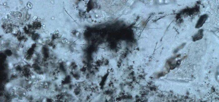  丝状微化石的光学显微镜图像。｜图片来源：B. Cavalazzi