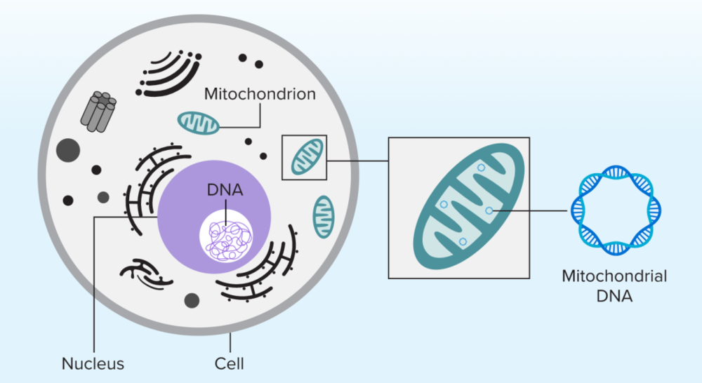 ▷ 构成人类基因组的DNA存在于人体的细胞核中。然而，线粒体拥有独立的环状DNA，这有可能是从远古细菌时期流传下来的。 图片来源：Knowable Magazine