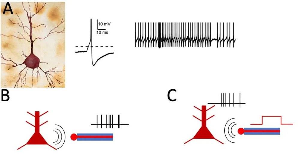 图1 脑机接口基本原理 A 左为大脑皮层中的神经细胞，中为神经放电的电信号，放电信号很短促，只有大约千分之一秒。右为同一个细胞的一串放电。神经信息是编码在其放电的个数、频率（单位时间内放电数目）以及不同神经细胞之间的协同等几种形式上的。B 当一个电极靠近神经细胞时，神经细胞发出的放电信号（黑色竖线）就能被电极接收。电极的构造是一个导电的尖端（红色）和后面的电线构成。电线周围包裹着绝缘层（蓝色）以防止漏电。C 当给电极通上电流时，神经细胞会受电流的影响而放电。图中红线代表通电流的时间和强度，黑线代表神经细胞的放电。<br>