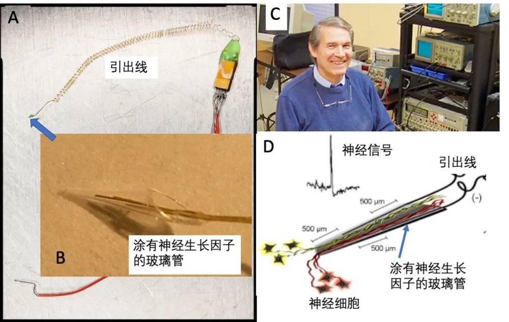 图6 菲尔·肯尼迪和他的神经生长电极 A 肯尼迪的神经生长电极，箭头所指的绿色锥形管是个吸引神经生长的玻璃管。B 玻璃管的放大照片，里面有两根记录电极。C 菲尔在他的实验室里，背后的仪器可以看出是1950-60年代的水平。D 神经生长电极的原理图，采自他2008年的文章。上面是实际记录到的神经发放，信号质量非常好，下面示意当电极埋入大脑皮层后，远处的神经细胞受生长因子的吸引长入玻璃管。<br>