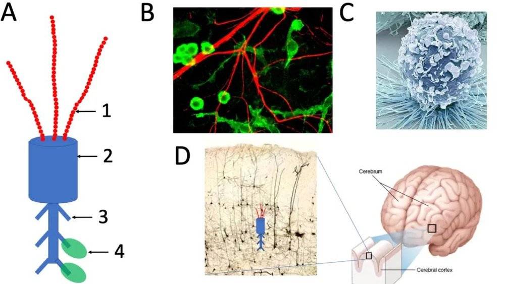 图7 微型无线脑机接口 A 构造示意图。1，电极触手由自组装微米颗粒构成；2，无线接口芯片；3 充电桩；4 停泊在充电桩上的小胶质细胞。B 小胶质细胞的照片（绿色）和周围的神经突起（红色）。C 血液中的巨嗜细胞，可以经过改造后携带微型脑机接口，并通过血液送进脑组织。D 布置在大脑皮层深部的微型无线脑机接口（想象图），左面图中深色斑点是脑皮层中的神经细胞。<br>