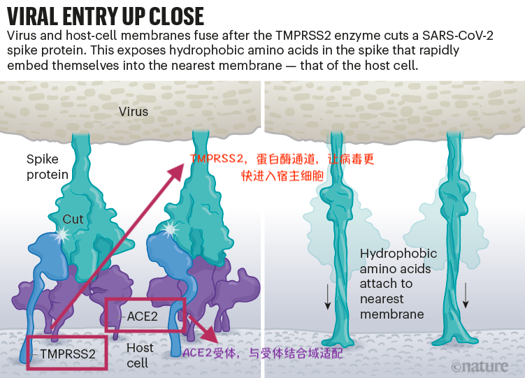 病毒尖峰蛋白与宿主细胞的作用方式，图源：Nature<br>