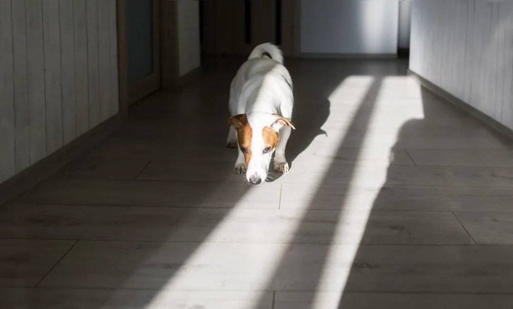 参加测验的狗。在“安斯沃斯陌生情景测验”中，宠物分别在主人、陌生人和无人在场时，探索不熟悉的房间。© Irina84/Adobe Stock<br>
