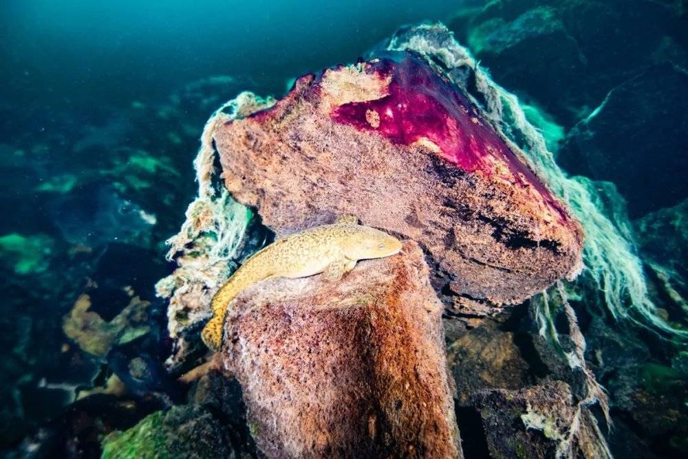  休伦湖湖底的一个落水洞内，一条淡水鳕鱼躺在覆盖着紫色和白色的微生物垫的岩石上。｜图片来源：Phil Hartmeyer, NOAA Thunder Bay National Marine Sanctuary