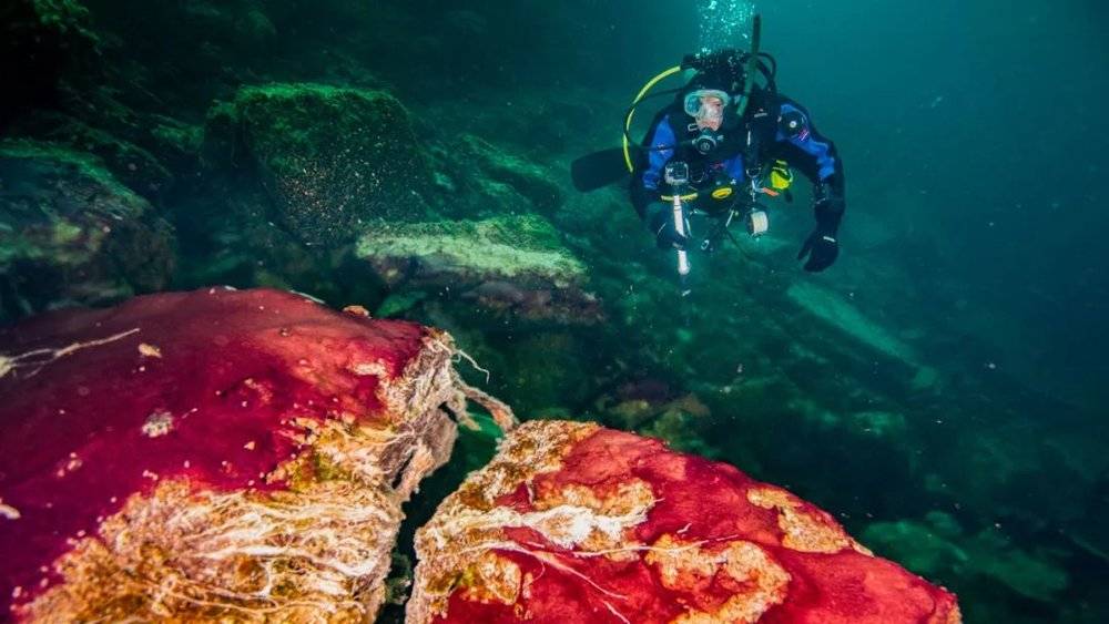  潜水采集休伦湖的中岛落水洞中的微生物垫样本。｜图片来源：Phil Hartmeyer, NOAA Thunder Bay National Marine Sanctuary<br label=图片备注 class=text-img-note>