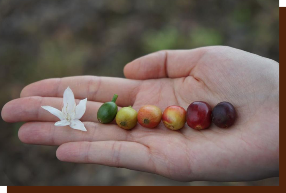从左到右为一粒咖啡果从开花到成熟。© coffeebeansdelivered.com