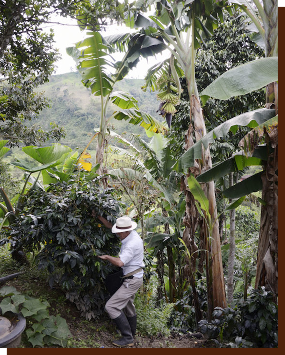 哥伦比亚咖啡混种林。© indiefarmer.com
