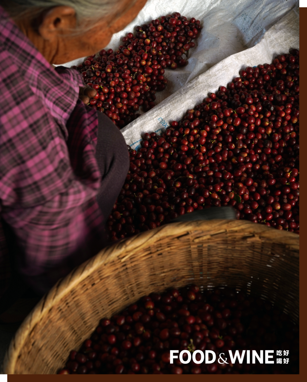 在云南，有越来越多的中国人在做咖啡相关的工作。图片为FoodWine吃好喝好拍摄