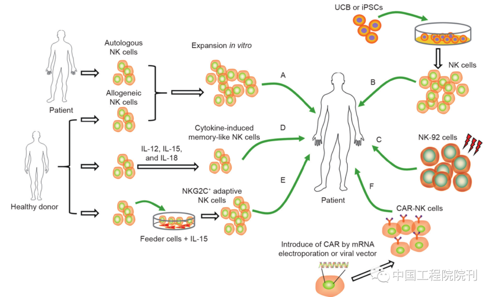 图1 用于肿瘤免疫疗法的不同NK细胞来源。A.从外周血纯化自体NK细胞或来自健康供者的错配KIR的同种异体NK细胞，然后用细胞因子（IL-2或IL-15）活化。B.通过与支持性饲养细胞共培养或单独用细胞因子组合刺激，将UCB和iPSC用作功能性NK细胞的来源。C.在输注前以1000 cGy照射NK细胞系NK-92细胞是NK细胞疗法的另一重要来源。D.通过用IL-12、IL-15和IL-18等细胞因子的组合预活化人外周血来源的NK细胞获得细胞因子诱导的记忆样NK细胞。E.通过用HLA-E转染的721.221细胞作为饲养细胞和IL-15进行培养而从健康供者体外扩增NKG2C<sup label=图片备注 class=text-img-note>+</sup>适应性NK细胞。F.通过mRNA电穿孔或病毒载体用CAR对NK细胞进行基因修饰，增强基于NK细胞免疫疗法的抗肿瘤疗效<br label=图片备注 class=text-img-note>
