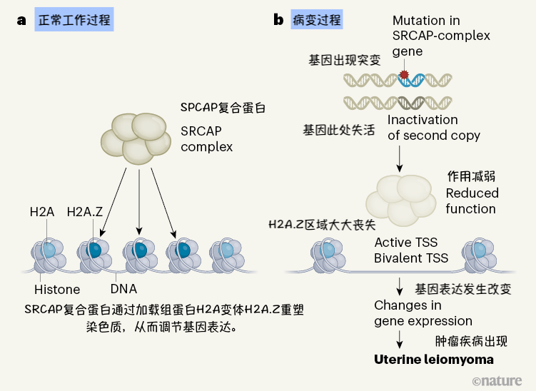 子宫壁良性肿瘤形成的分子机制，可以看出，SPACP复合蛋白的基因一旦发生不良突变，蝴蝶效应随即出现，并影响着肿瘤的形成过程，图源：Nature<br>