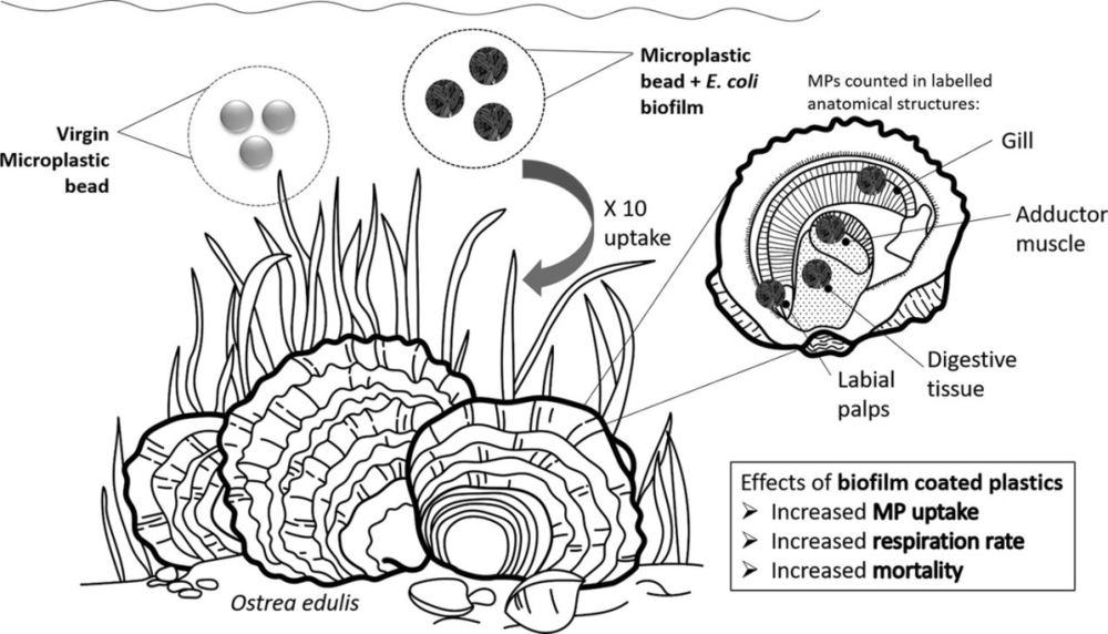 （来源：Science of the Total Environment）<br label=图片备注 class=text-img-note>