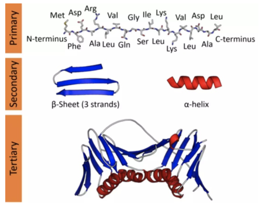 图｜蛋白质的不同级结构