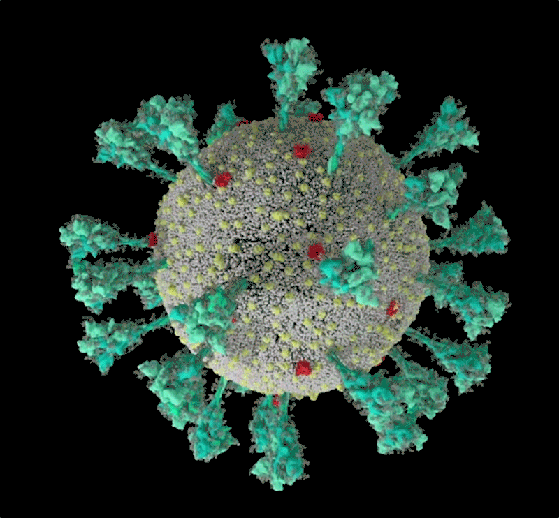 新冠病毒的计算机模拟结构， 绿色即为刺突蛋白。可以看出其形态非常多变，这让它与人体细胞结合的方式也更加多样。| University of Utah<br>