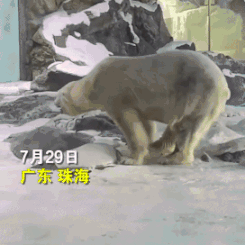 7月底，一只北极熊出现摇头晃脑的刻板行为丨时间视频