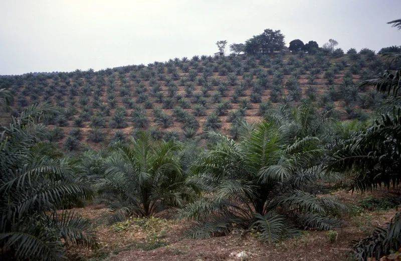 ● 马来西亚的油棕种植园。©️Greenpeace/Filip Veberlen<br label=图片备注 class=text-img-note>