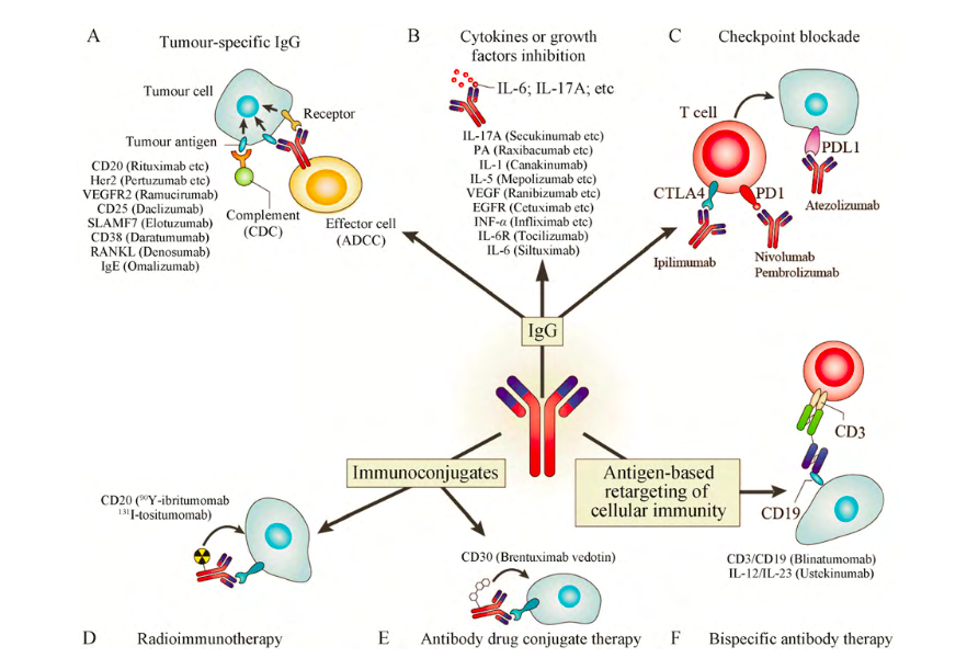 治疗性单克隆抗体的分类和作用机制，图中包含（A）单克隆抗体识别肿瘤特异性抗原，与靶细胞结合，直接杀死癌细胞，或通过免疫细胞介导抗体依赖性细胞毒性（ADCC）和诱导补体导向细胞毒性（CDC）等方式。单克隆抗体还可以通过阻断细胞因子、趋化因子、毒性抗原（B）或免疫检查点信号通路（C）来抑制肿瘤进展，或者通过放射免疫结合物（D）和抗体偶联药物（E）分别向癌细胞输送放射性同位素或强效毒性药物。当然其中还包含（F）双特异性抗体用一只“手臂”结合免疫细胞上的激活抗原，用另一只“手臂”结合癌细胞，促进免疫效应细胞向癌细胞“进军”，图源：Nature<br>