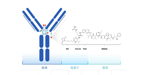 维迪西妥单抗的分子结构，图源，荣昌生物招股书