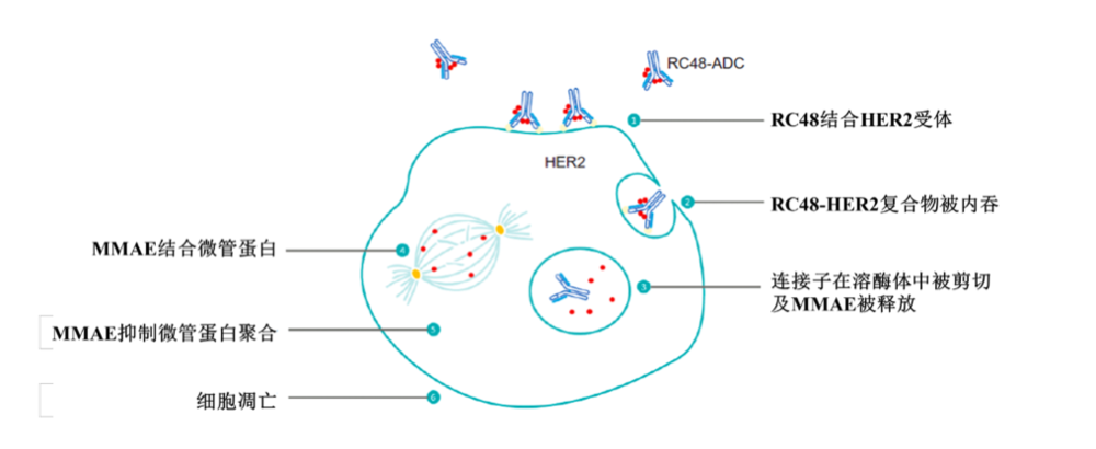 维迪西妥单抗作用机制图，图源：弗若斯特沙利文分析报告<br>