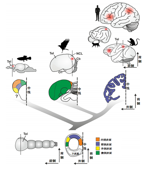 ▷ 图1. 脊椎动物用于表征数字的大脑皮层区域的趋异进化（Nieder, 2021）