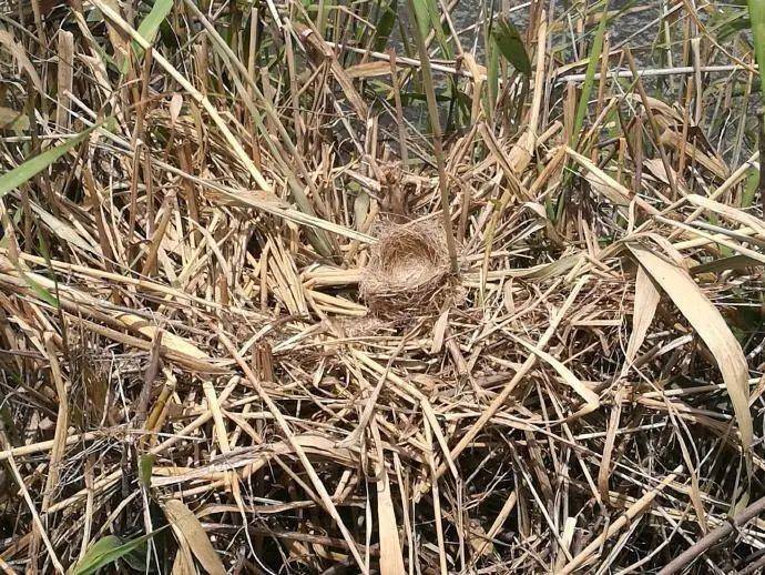 2017年5月下旬，上海南汇湿地公园的震旦雅雀巢附近的芦苇被破坏，鸟巢裸露。（图源：新浪博客“猫耳鹰夫人”）<br>
