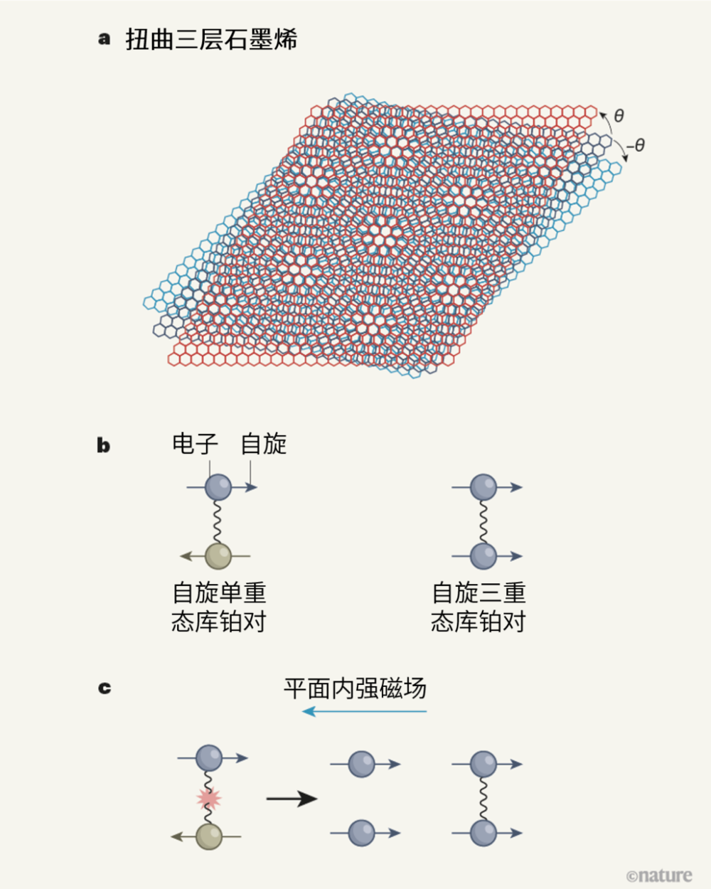 图1 | 扭曲三层石墨烯的超导性。a, 魔角扭曲三层石墨烯（magic-angle twisted trilayer graphene，MATTG）是一个由三层按六边形排列的碳原子层堆叠而成的系统，三个层之间的相对扭转角θ约为1.6°。b, 超导性来源于电子结合成了双电子态，称为库珀对。在自旋单重态库珀对中，两个电子的自旋（内禀角动量）方向相反；在自旋三重态库珀对中，两个电子的自旋在同一方向上。c, 当材料所在平面内有外加强磁场时，自旋单重态库珀对会发生分裂，因为一种称为塞曼效应的现象会使电子自旋变为同向。相比之下，自旋三重态库珀对则可以在这样的强磁场中持续存在。曹原等人[1]发现MATTG中的超导性在平面内强磁场的作用下仍能持续存在，并认为这一观测结果能证明超导性来源于自旋三重态库珀对。<br label=图片备注 class=text-img-note>