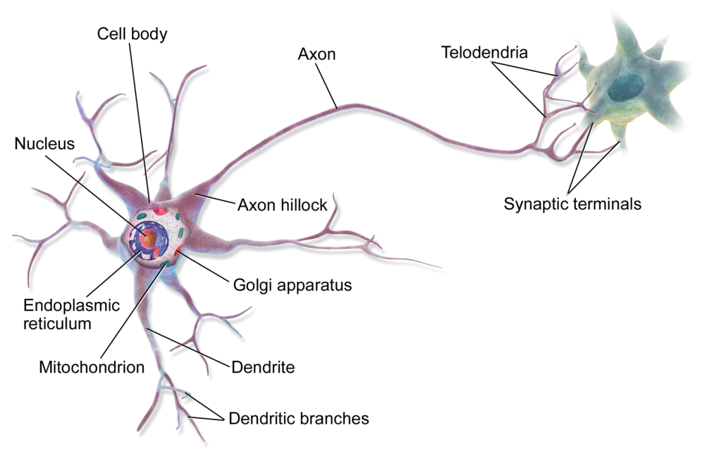 图2.一个典型的神经元由胞体（cell body），树突（dendrite）和轴突（axon）组成，轴突的最远端是突触（synapse），神经元可以通过突触将信号传输到另一个细胞。<br label=图片备注 class=text-img-note>