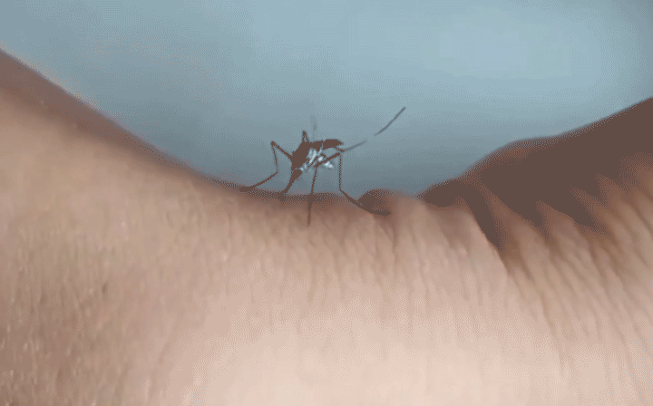 一只蚊子，在人的身上寻找血管，但一直戳不中。<br>