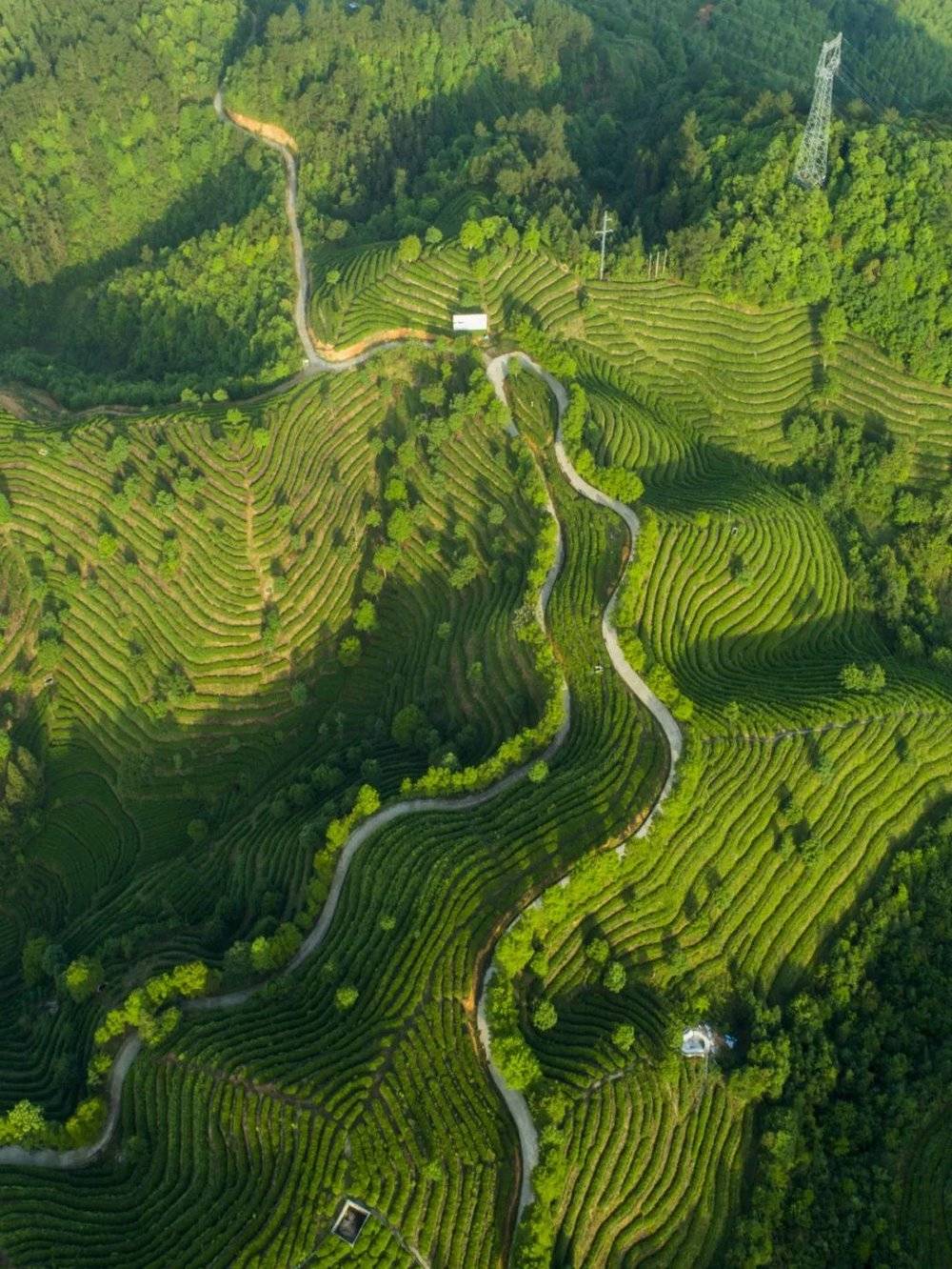 敕木山的茶园。摄影/廖跃平