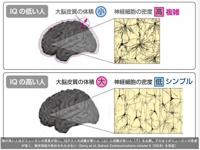 越聪明的人，大脑中不必要的神经细胞连接就越少