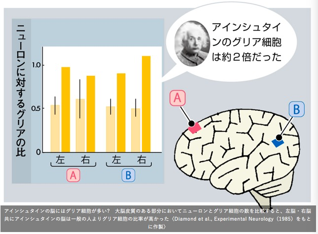 爱因斯坦的神经胶质细胞数量是神经元的2倍<br>