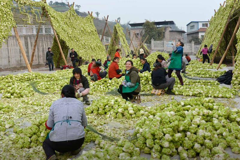 重庆涪陵的农户正在整理青菜头<br>
