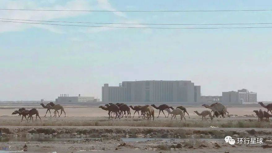 一群骆驼走过新巴士拉这座由土耳其公司承建的大医院<br label=图片备注 class=text-img-note>