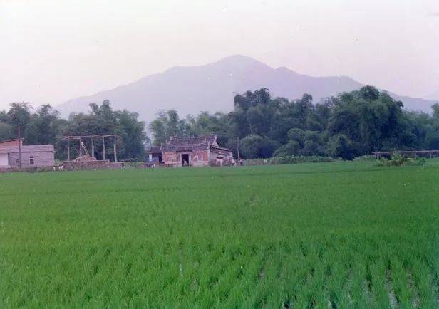 溪村的庙与农田（王铭铭摄于1991年）<br>