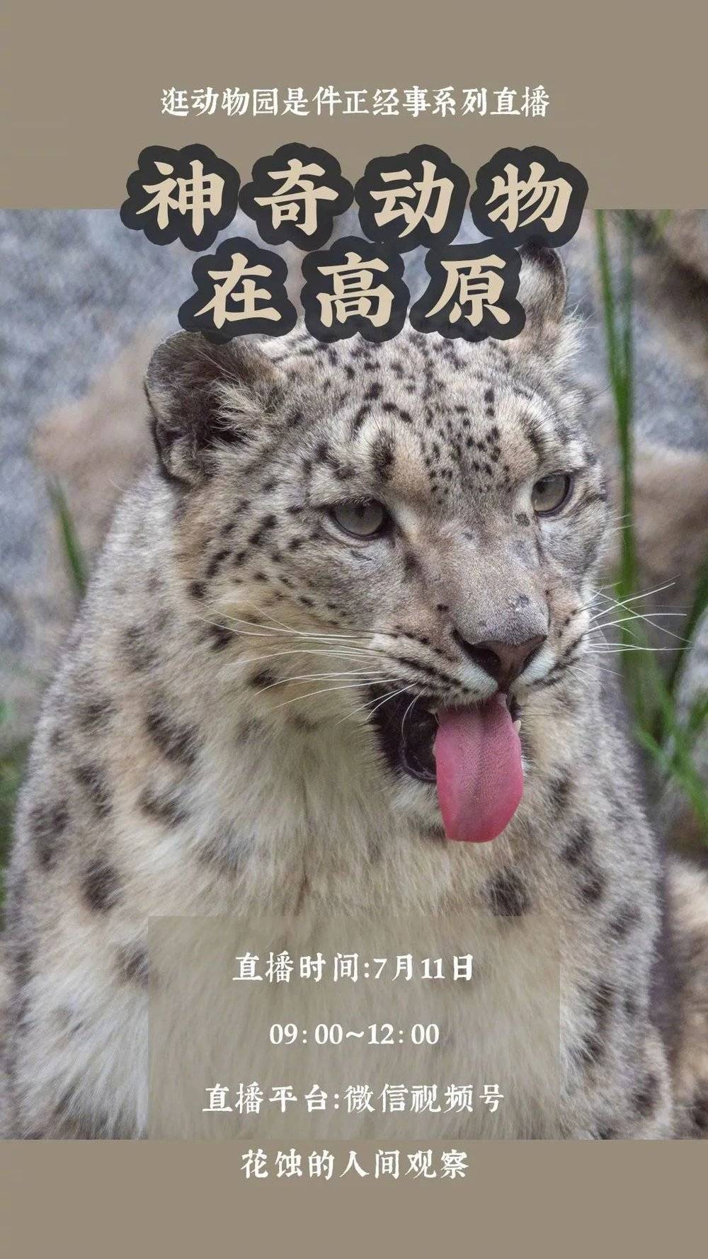 上图：花老师在广州动物园举行的“用动物园技术给宠物做丰容”主题直播，给观众呈现动物园内的一些新变化。@花落成蚀