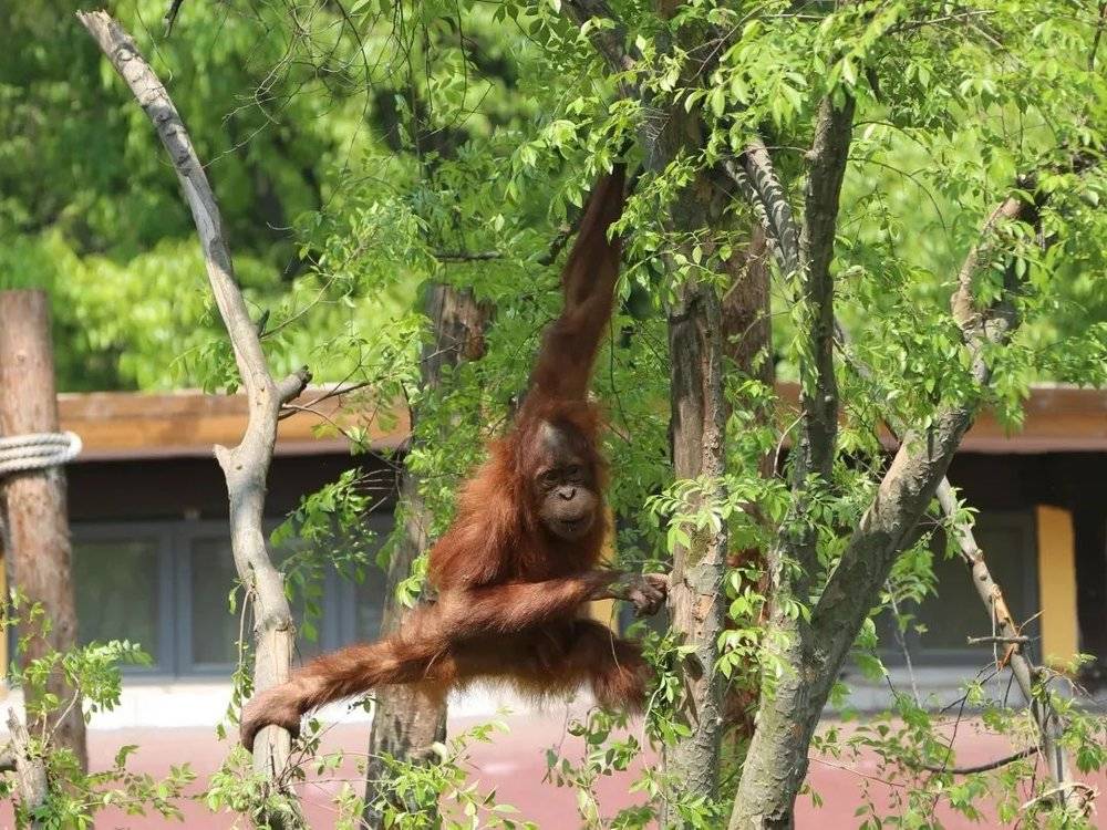 被誉为“树上大侠”的红猩猩乐乐，要在冠叶间寻找它的身影。@南京红山森林动物园<br>