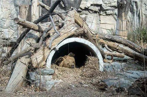 在北京动物园的熊山内，你甚至可以找到冬眠的棕熊。©花蚀《逛动物园是件正经事》<br>