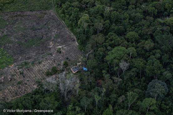 ● 2020年，航拍调研图像显示巴西亚马孙河流域马拉尼昂州和帕拉州的原住民土地内的森林砍伐、森林火灾和农业综合企业扩张有所增加 / 绿色和平巴西办公室