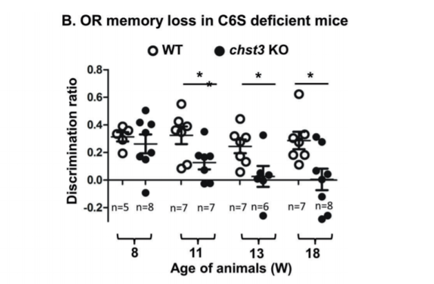 敲除chst3基因小鼠出现记忆衰退，图片来源：参考资料1