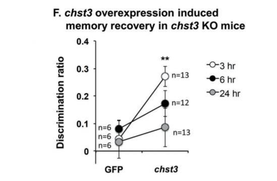 chst3基因的过度表达促进了老年小鼠的记忆恢复，图片来源：参考资料1<br>