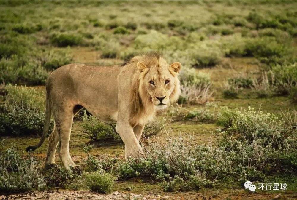 艾托沙国家公园的雄狮，李琬 摄<br>