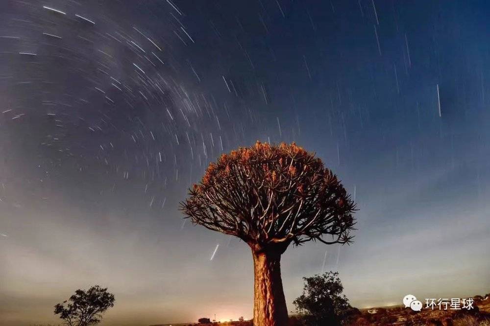 纳米比亚星空下的箭袋树，李琬 摄